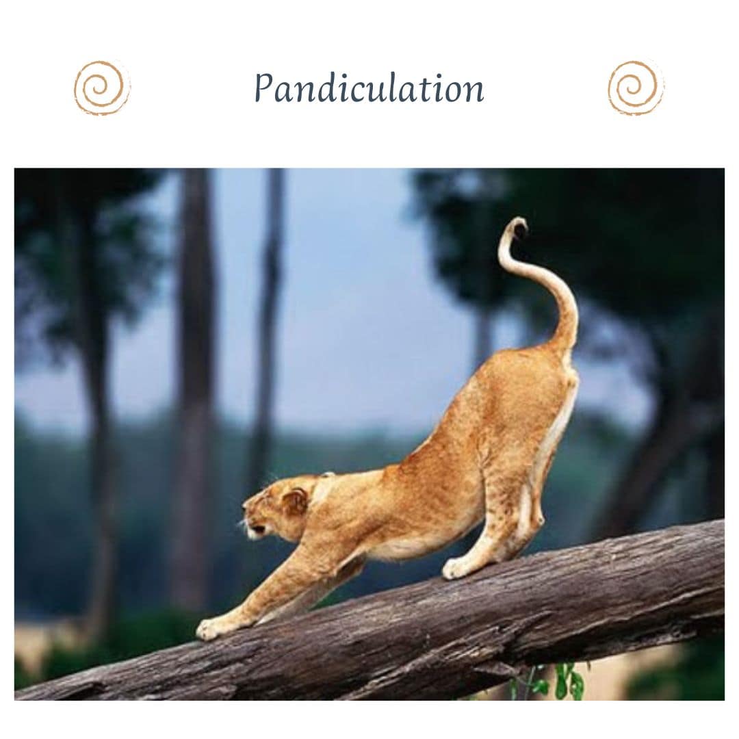 pandiculation